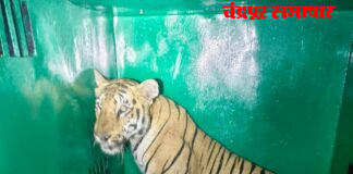 अखेर नरभक्षी T-120 वाघिणीला जेरबंद करण्यात वनविभागाला यश विधिमंडळ पक्षनेते आ.विजय वडेट्टीवार यांनी दिले होते निर्देश हळदा-आवळगाव परिसरातील नागरिकांनी सोडला सुटकेचा निश्वास