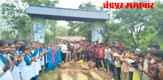 आदिवासी विद्यार्थ्यांनी तयार केले 2 लाख सीडबॉल Ø रिमझीम पावसात जंगल, डोंगर व मोकळ्या जागांवर सीडबॉलचा वर्षाव Ø पर्यावरण संवर्धनासाठी आदिवासी विकास विभागाचा अभिनव उपक्रम