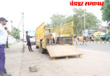४८ जनावरांची प्यार फाऊंडेशनच्या गोशाळेत रवानगी