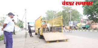 ४८ जनावरांची प्यार फाऊंडेशनच्या गोशाळेत रवानगी