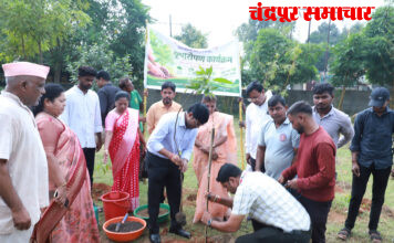 चंद्रपूर शहर महानगरपालिकेतर्फे ‘सेवा संकल्प अभियान’ अंतर्गत वृक्षारोपण कार्यक्रमाचे आयोजन